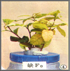缺铁2.png