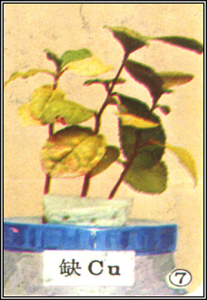 缺铜1.png