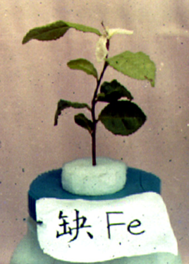 缺铁1.png
