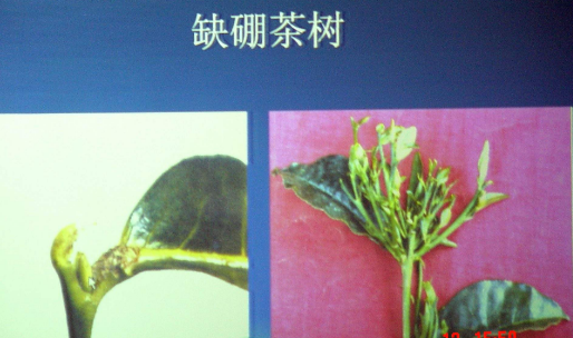 缺硼.png