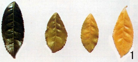 缺氮1.png